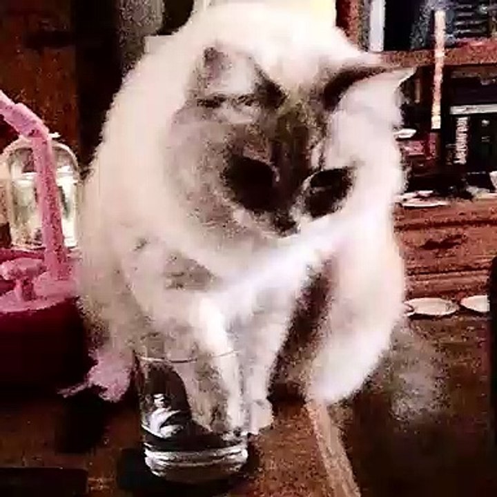 Sneaky Sushi Video Dailymotion