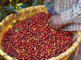 A New App Aims to Trace Your Coffee's Origin Right Down to the Farmer