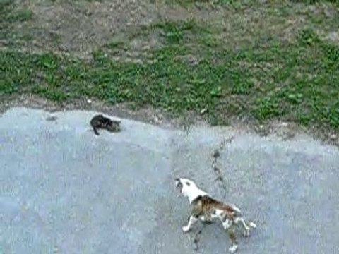Funny Pets Dog vs Cat The Cat made the Dog run away Animaux drôles Chien vs chat Le chat a fait fuir le chien