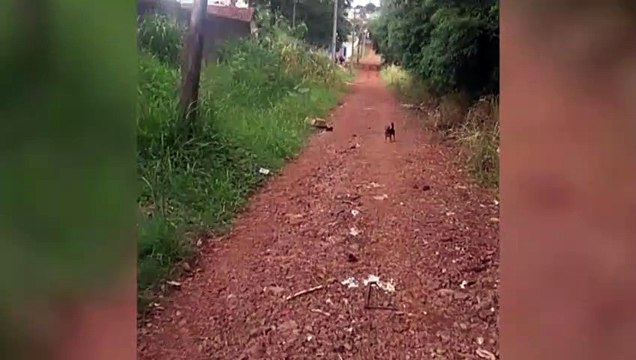 Cadela e caixa com filhotes são abandonados no Bairro Brasmadeira