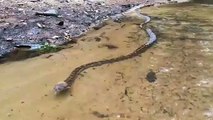 Regardez la taille de ce serpent qui nage... Belle bête