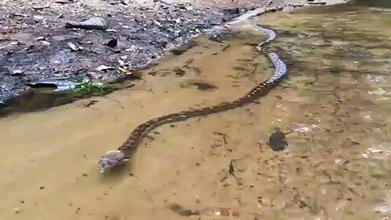 Regardez la taille de ce serpent qui nage... Belle bête
