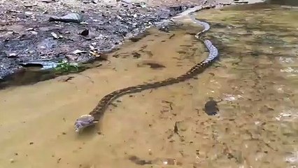 Regardez la taille de ce serpent qui nage... Belle bête
