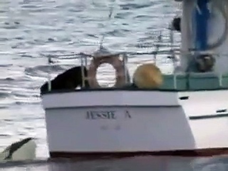 Ce chien a un nouveau meilleur pote... une orque