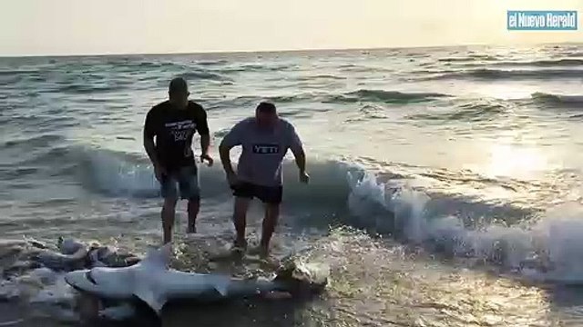 Ces touristes tentent de sauver un requin échoué sur la plage