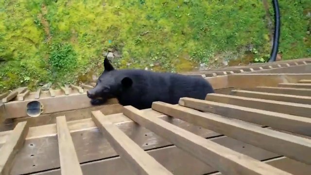 Un ours grimpe au balcon d'une maison... terrifiant