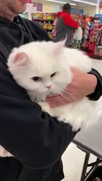 Après le vétérinaire, ce chat se cache dans les bras de son maître !