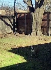 Ce gros chien essaye de sauter une petite barrière !