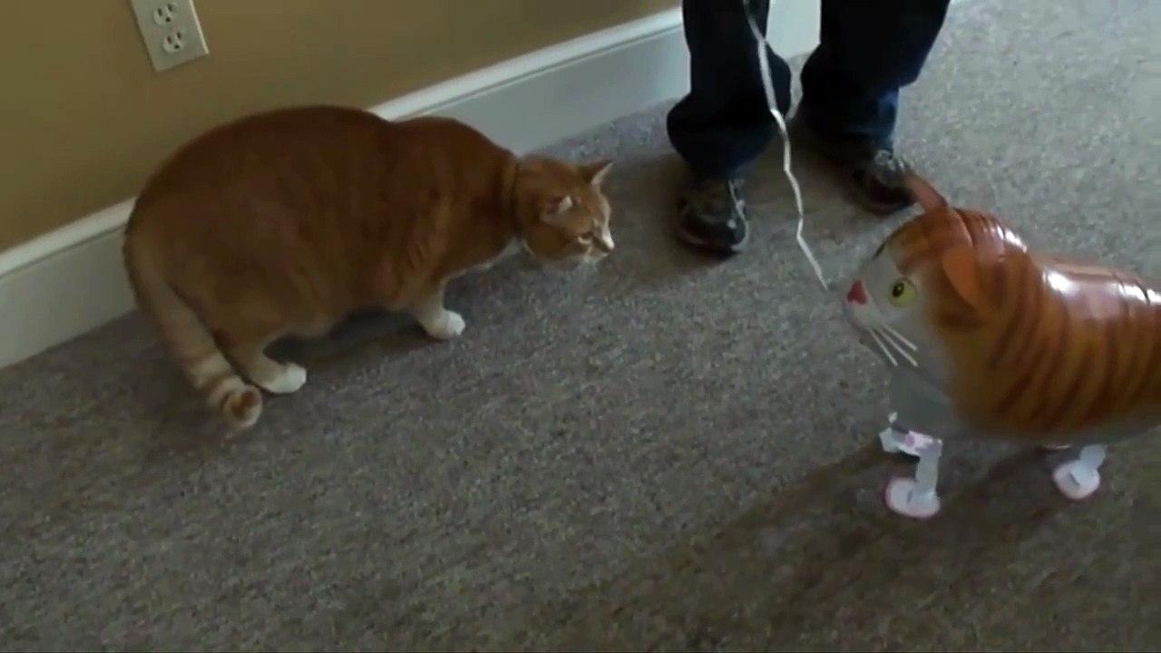Chat contre Ballon Chat... Terminé en 1 coup de patte !