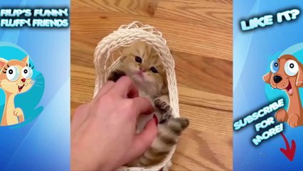 baby cats FUNNY and CUTE baby cat videos compilation 2020