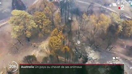 Incendies en Australie : un milliard d'animaux décimés