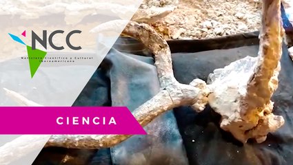 Ar­gen­ti­na lo vuel­ve a ha­cer. Des­cu­bren crá­neo de una rara es­pe­cie de cier­vo