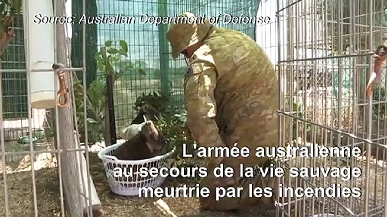 L'armée australienne vient au secours de la vie sauvage meurtrie par les incendies