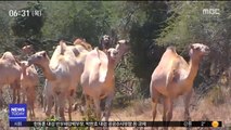 [이슈톡] 호주 낙타 1만여 마리 총살 위기