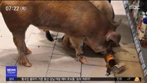 [뉴스터치] 슈퍼마켓 난입한 러시아 돼지들…