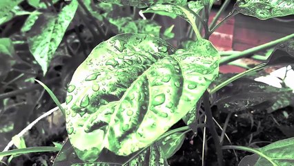 SCISSORS - Curta Metragem Experimental