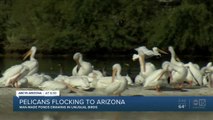 Pelicans flocking to Arizona