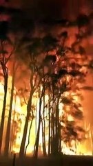 Le feu se propage à une vitesse phénoménale en Australie