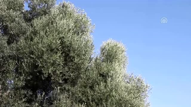 Ulusal Zeytin ve Zeytinyağı Konseyi Başkanı Tibet'ten riviera zeytinyağı açıklaması