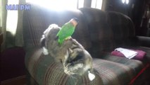 Cute Parrot and Cat  Videos -  Best of Funny Parrots Annoying Cats Compilation 2017