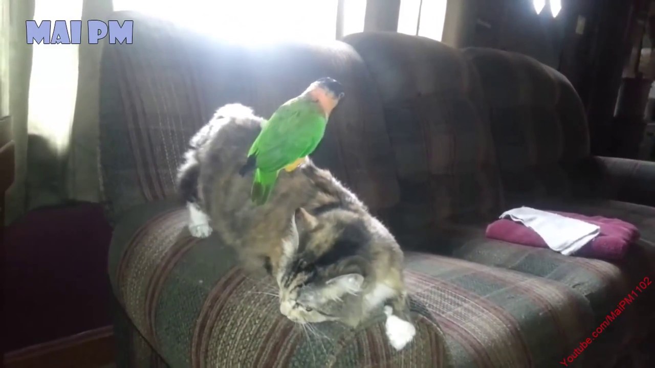 Cute Parrot and Cat  Videos -  Best of Funny Parrots Annoying Cats Compilation 2017