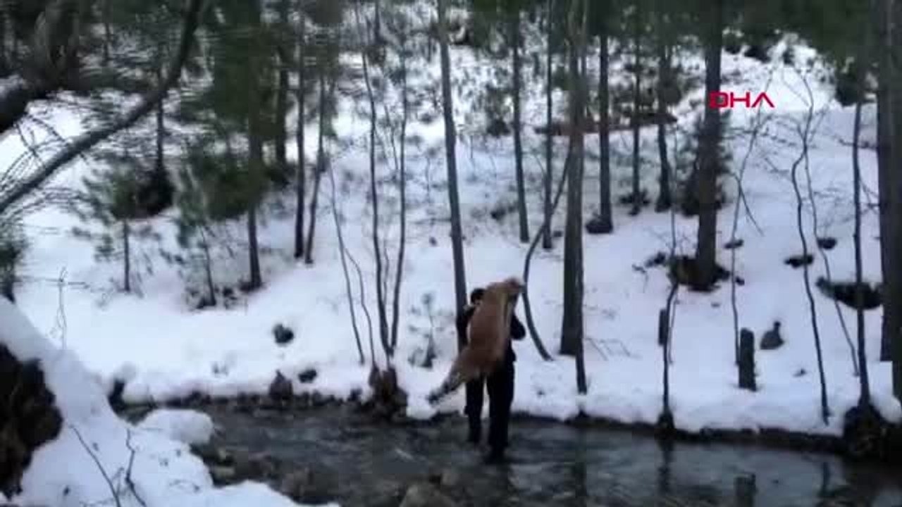 Antalya kaçak avcıların vurduğu yaban keçilerini sırtlarında taşıdılar