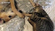This cat and dog are unlikely best friends