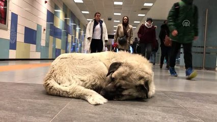 Sokak hayvanları metro istasyonlarına sığındı
