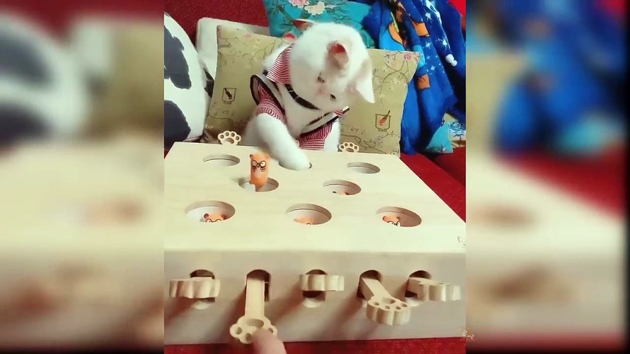 Baby Cats - Cute and Funny Cat Videos Compilation @8 _ Aww Animals_HD