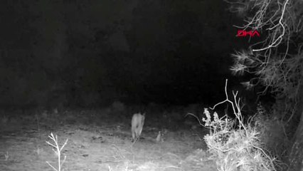 Muğla'da karakulak fotokapana takıldı