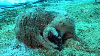 Elazığ'da hayvan ölümleri devam ediyor, sayı korkunç