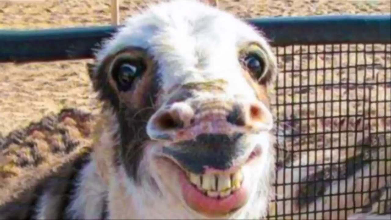  Funniest Animals  Try Not To Laugh  Funny Domestic And Wild Animals' Life 2019