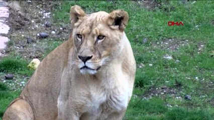 Gaziantep cumhurbaşkanı erdoğan'a hediye edilen aslanlar büyüdü