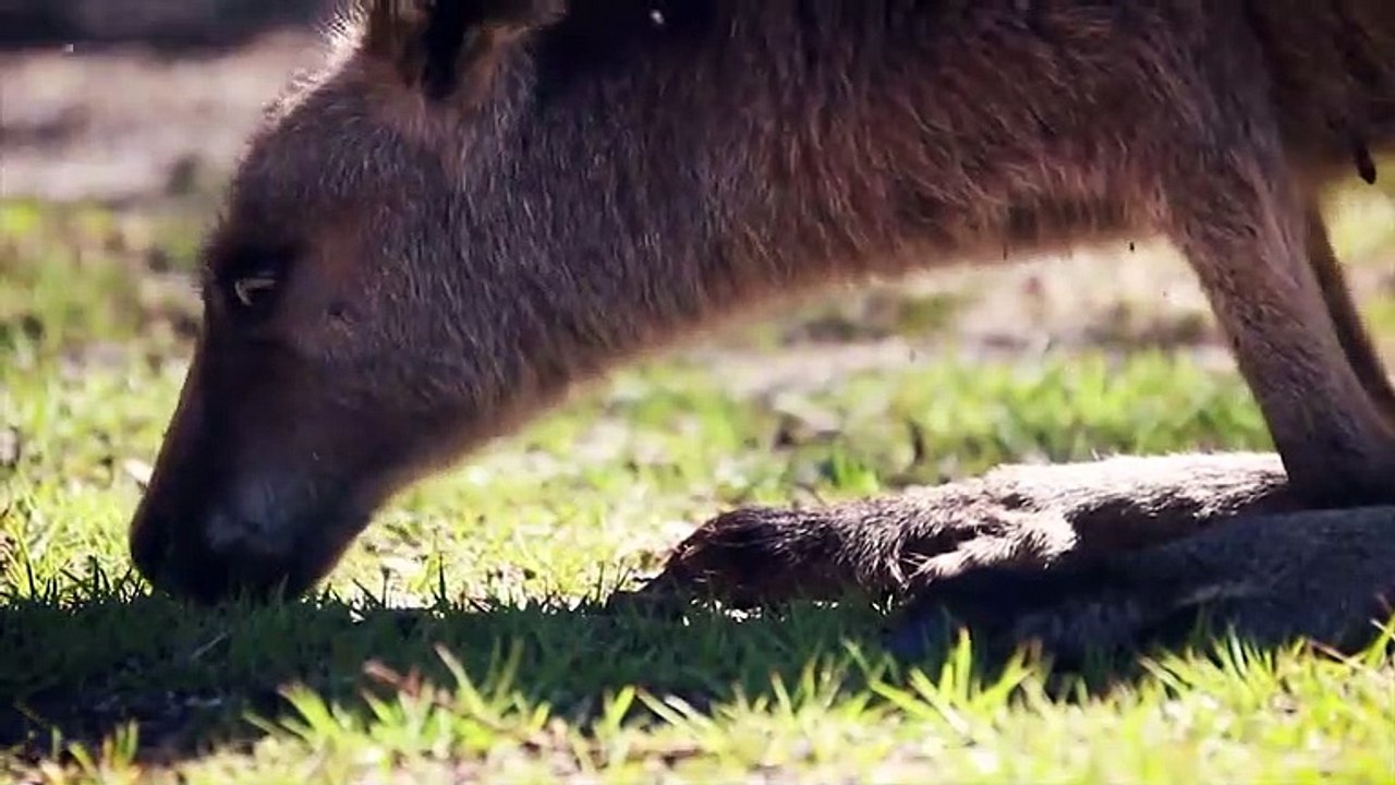 Why Are Kangaroos Culled In Australia?