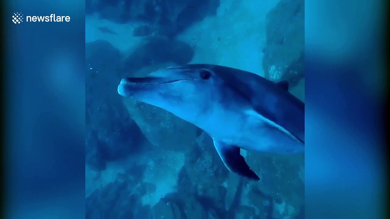 Friendly dolphin dances and swims with scuba diver off Mexican island