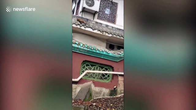 Monkey in China rescues its friend that was being shocked by an uncovered wire on tea house rooftop