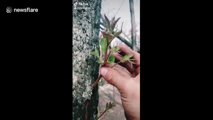 'Symbol of hope': Aussie explores charred New South Wales forest and finds plants growing back