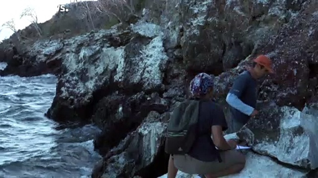 Pinguin-seniorin (17) gibt neue hoffnung auf galapagos