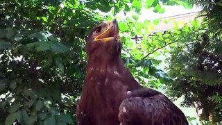 adler | Animals Video | Flying Birds Video