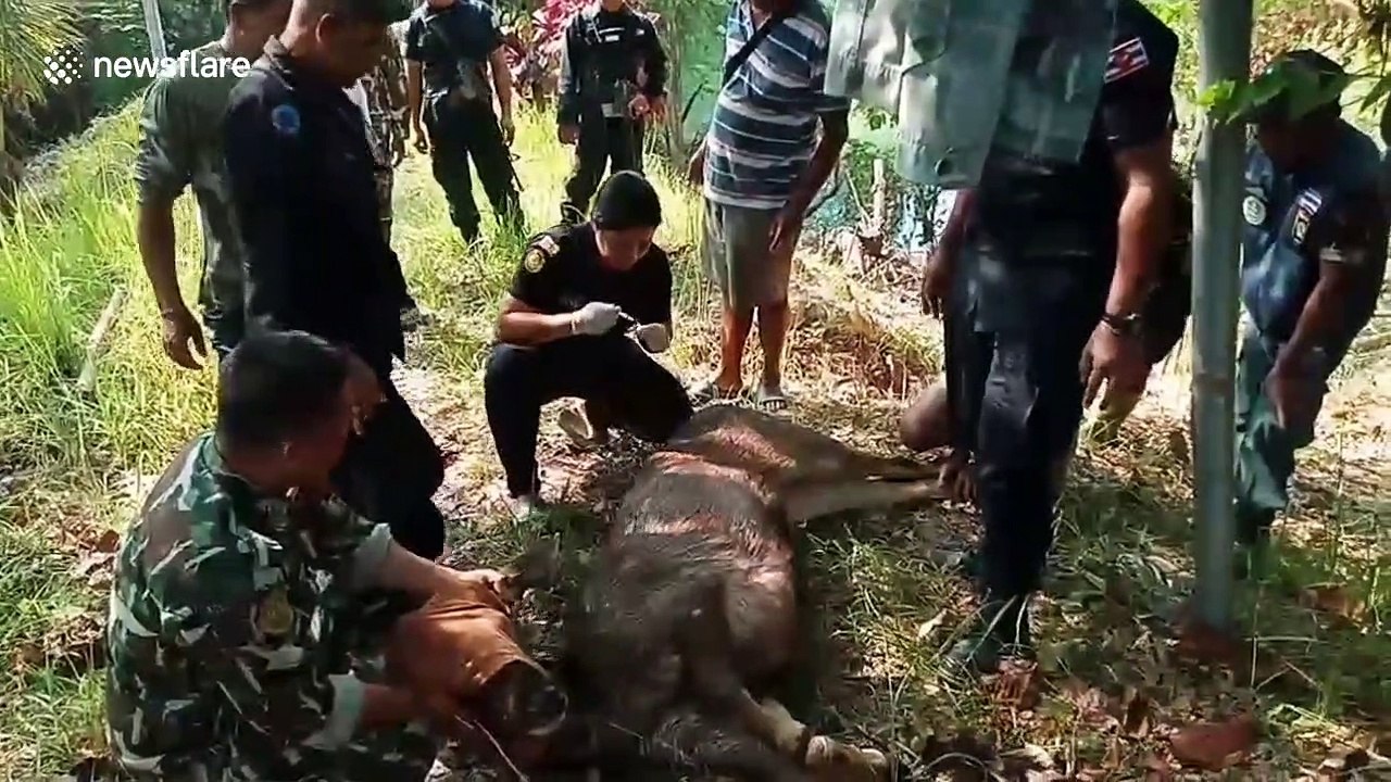 Deer likened to X-Men's Wolverine after surviving hunter's trap, gun wound and night in pond