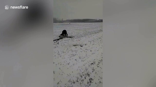 Dog spotted rolling snowballs in snow-covered fields in northern China