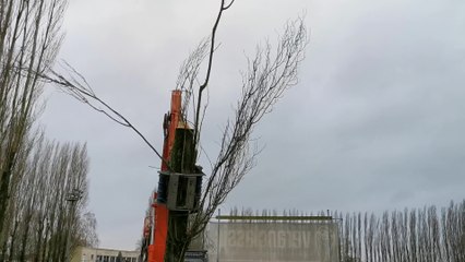 Evacuation du tron du peuplier à Dottignies