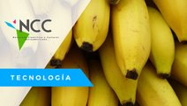 Nue­va tec­no­lo­gía apli­ca­da en in­ver­na­de­ros de plá­tano