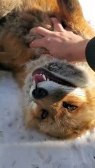 Finnegan the Friendly Fox