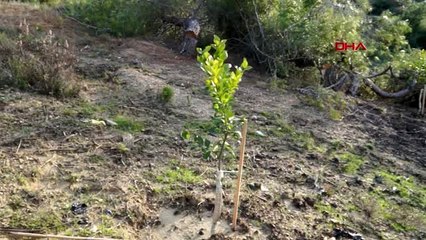 Mersin katledilen orman alanına, limon ağaçları dikilmiş