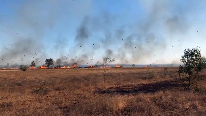 شاهد: طائر تسبب في مقتل نصف مليار حيوان في أستراليا فمن هو؟