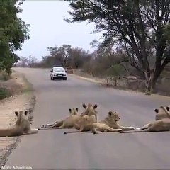 As "Operações stop" em África podem ser perigosas