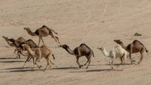 En Australia 10 mil camellos serán asesinados por incendios