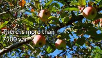 Interesting Facts About Apple । MJD । Must Watch । Facts about Apple Fruits । Health Tips