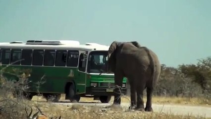 Un éléphant très en colère charge un bus